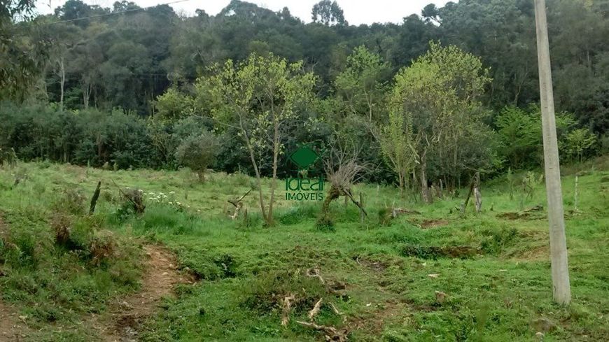 Ótima área de terras na Vila Maestra em Caxias do Sul sentido Flores da Cunha
