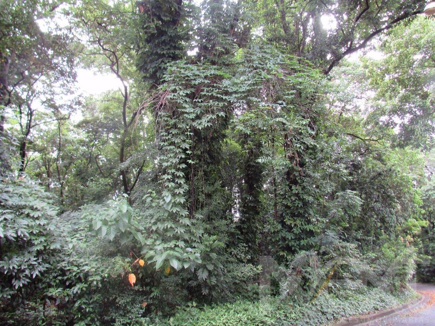 terreno - Parque Sao Quirino - Campinas