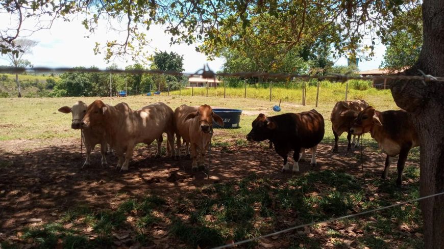Terreno 5.000m² loteamento de Ranchos - Ipioca Ranch frente à Fazenda Carlinhos Maia