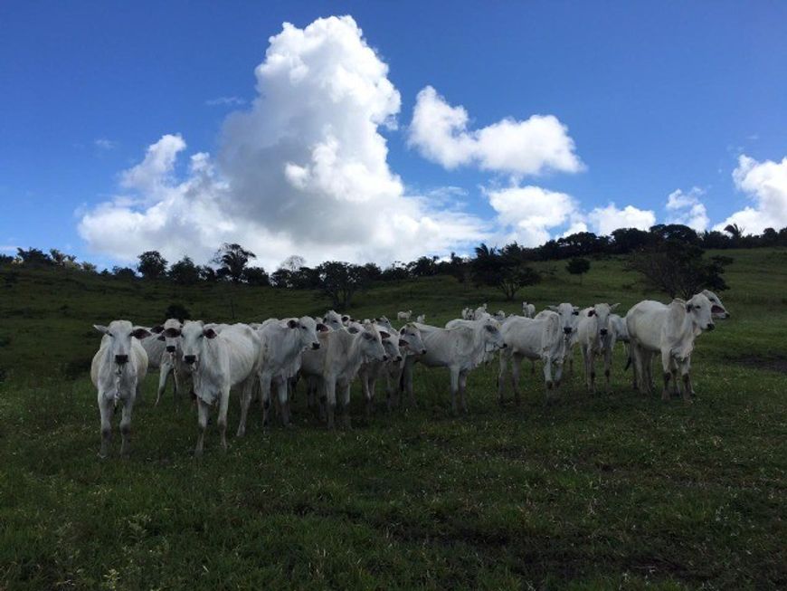 D290 Excelente Fazenda com 40 hectares em Maceió