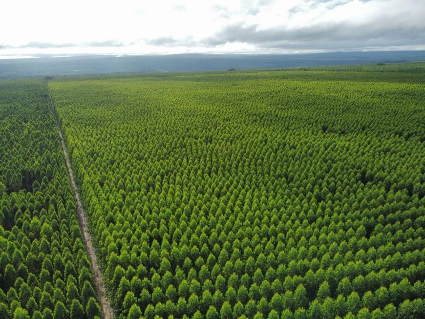 Fazenda de 11.000 Hectares com Eucalipto - Campo Grande - MS -