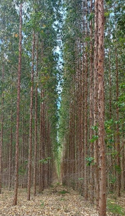 Fazenda de 11.000 Hectares com Eucalipto - Campo Grande - MS -