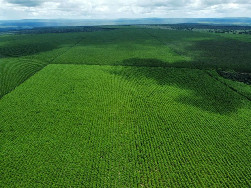 Fazenda de 11.000 Hectares com Eucalipto - Campo Grande - MS -