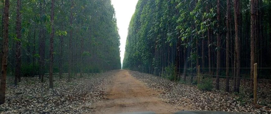 Fazenda de 11.000 Hectares com Eucalipto - Campo Grande - MS -