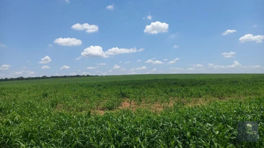 FAZENDA 600 HECTARES, DUPLA APTIDÃO EM CAMPO GRANDE/MS - PRODUÇÃO, RENDA E VALORIZAÇÃO...