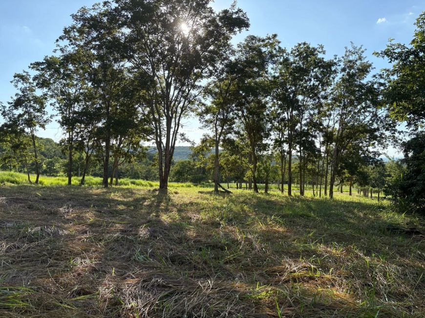 Área de 3 hectares – Próximo à saída para Rochedo