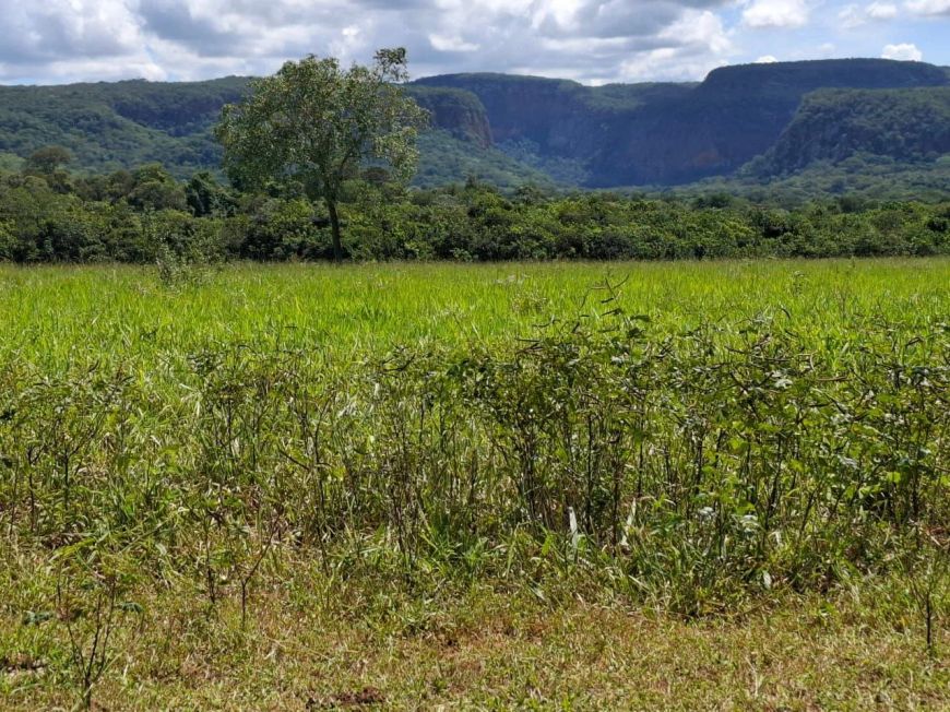 "Fazenda de 650 Hectares à Beira do Rio em 2 Irmãos/MS: Estrutura Completa e Rica em Água."