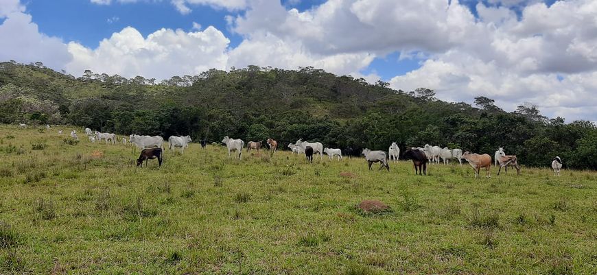 Fazenda Planaltina-DF 61 Hectares !!! 2.200.000 !!!