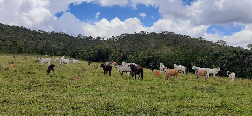 Fazenda Planaltina-DF 61 Hectares !!! 2.200.000 !!!