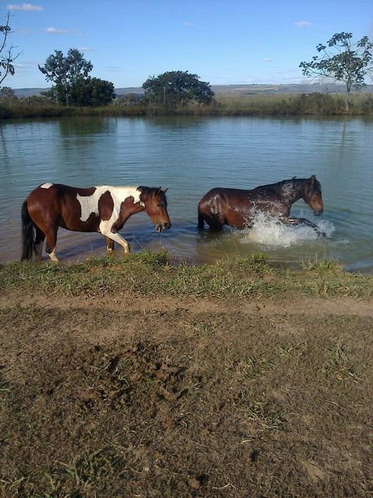 Chácara em Planaltina DF 40 hectares no córrego do meio, 2.150.000,00 URGENTE