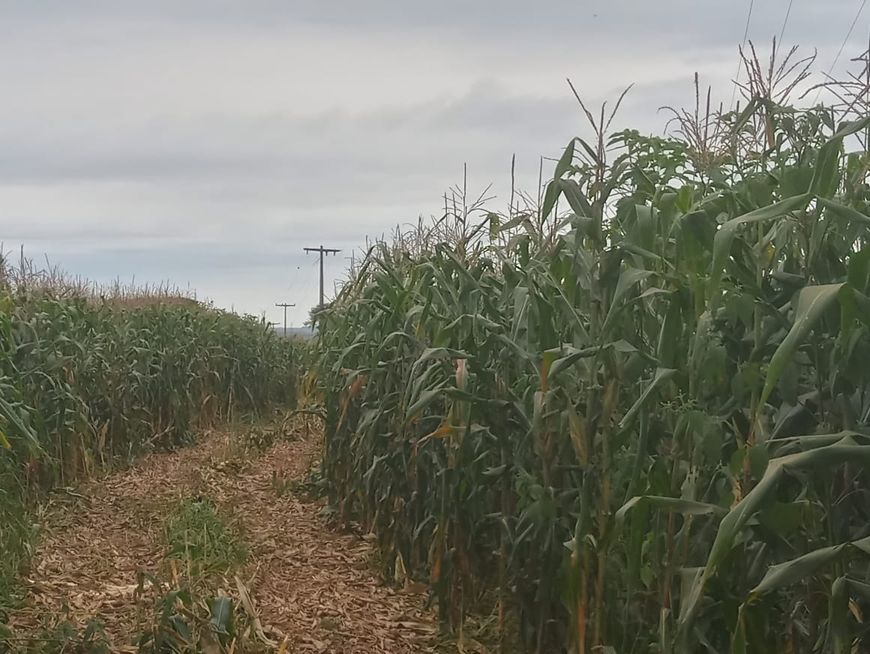 Excelente Chácara de 5.7 Hectares no Pipiripau 2 / Terra de Cultura