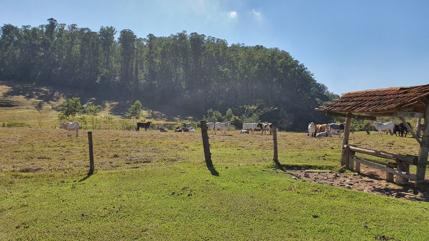 Sitio 15 alqueires para Pecuária - Piracicaba - SP