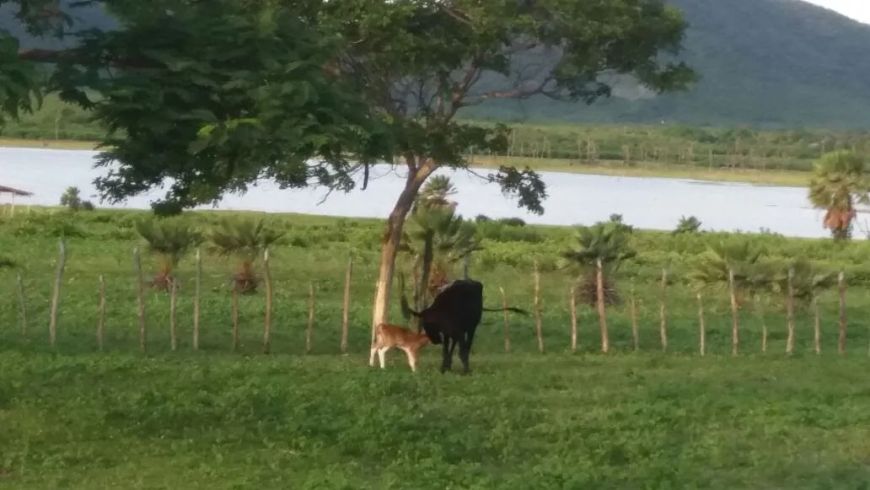 vendo fazenda com 7000 hectares, casa sede, manejo para madeira, gerador trifásico, todo cercado,