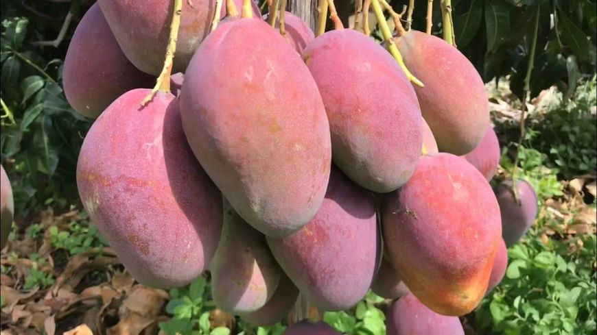 Fazenda com manga em produção no Vale do São Francisco