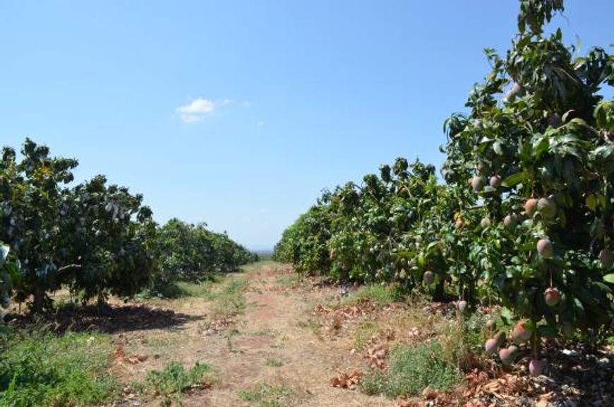Petrolina, Fazenda de Manga e de Uva (Vendo)