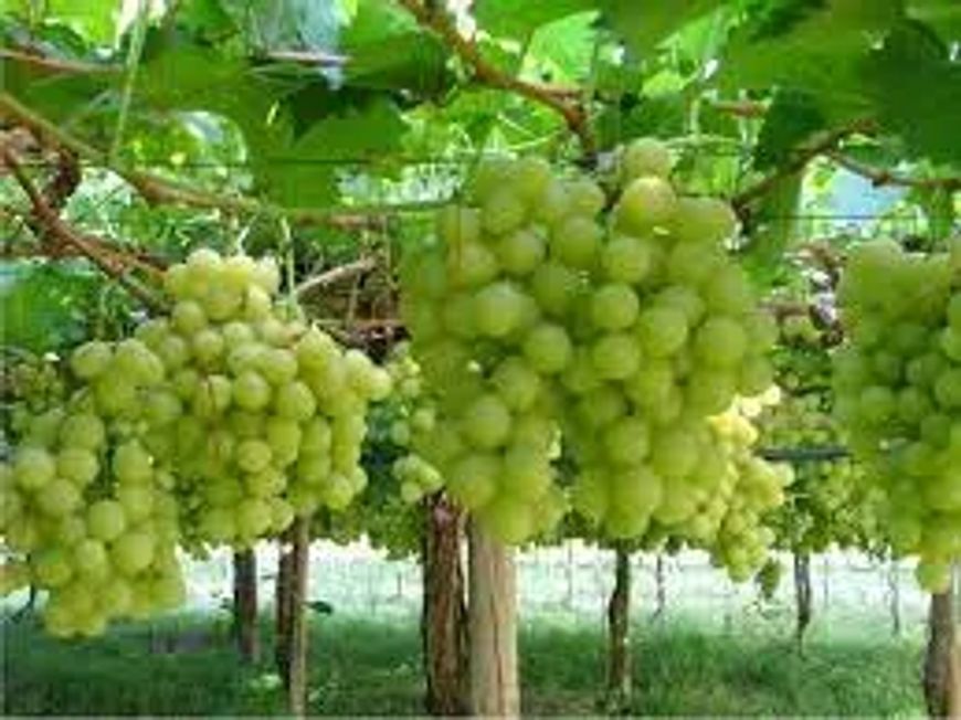 Fazenda de Uva e Manga em Petrolina e Região