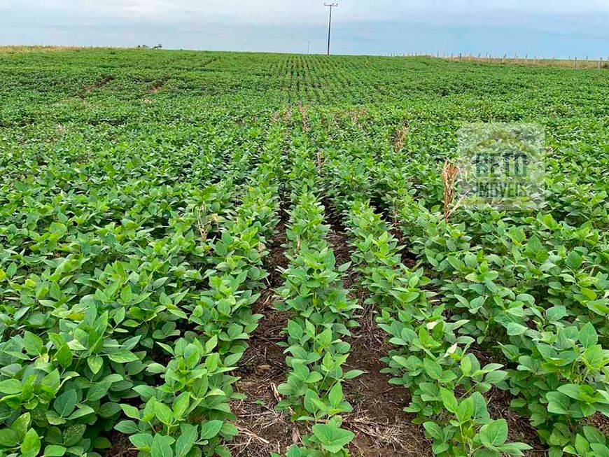 Fazenda/Sítio/Chácara para venda possui 171250000 metros quadrados