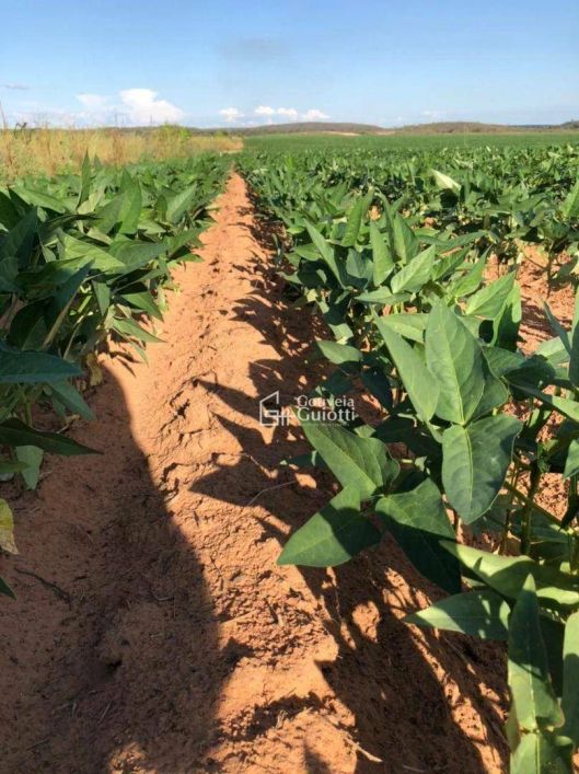 Fazenda à venda, m² por R$ 60.000.000,00 - Plano Diretor Norte - Palmas/TO