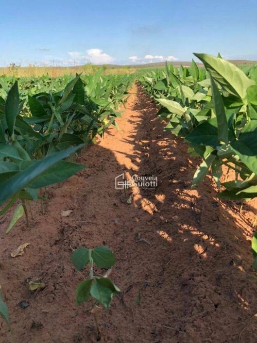 Fazenda à venda, m² por R$ 60.000.000,00 - Plano Diretor Norte - Palmas/TO