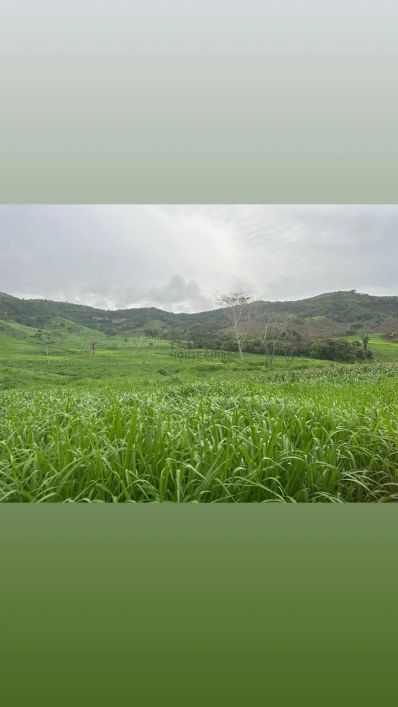 área de terra de 247 alqueires com excelente localização na região da cidade de