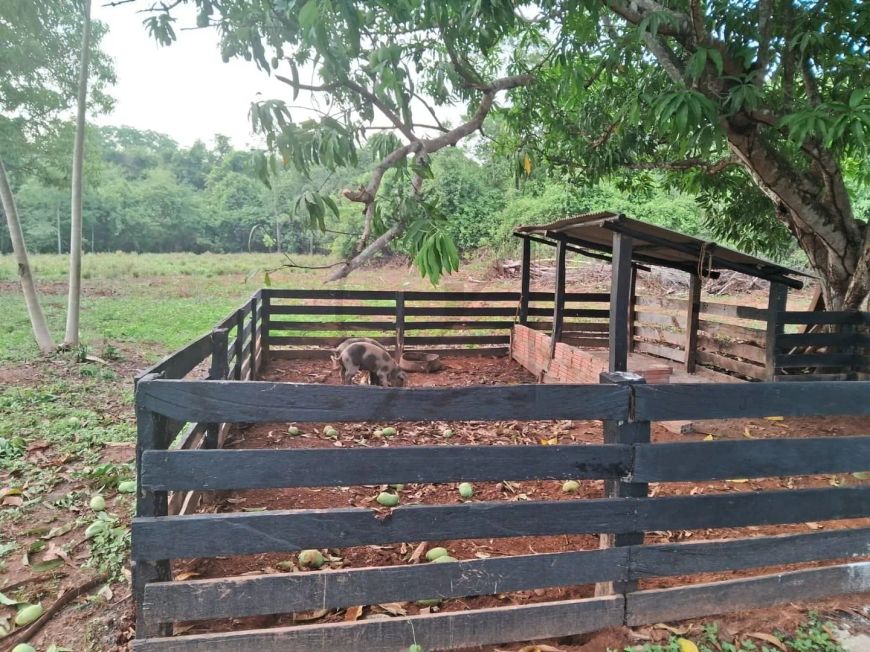 VENDE-SE FAZENDA COM 29 ALQUEIRES A 100 KM DE PALMAS