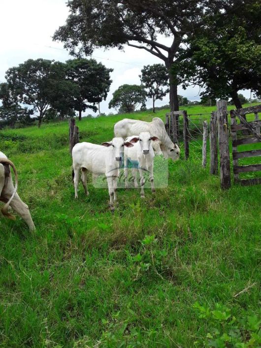 Fazenda com 2 dorms, Área Rural de Palmas, Palmas - R$ 1.75 mi, Cod: 1795
