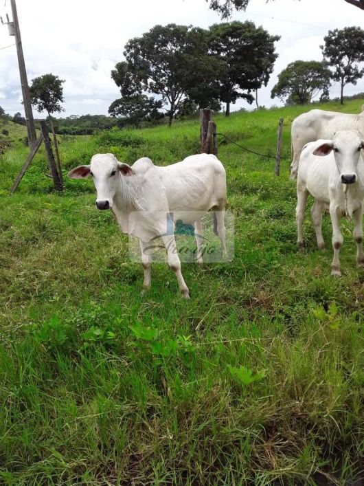 Fazenda com 2 dorms, Área Rural de Palmas, Palmas - R$ 1.75 mi, Cod: 1795