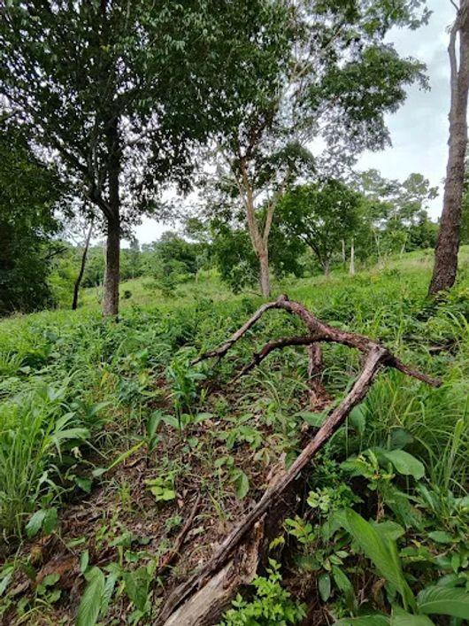 Chácara toda cercada,4 hectares de pasto Duas fontes de águas boas, fica à duzentos metros do asfalt