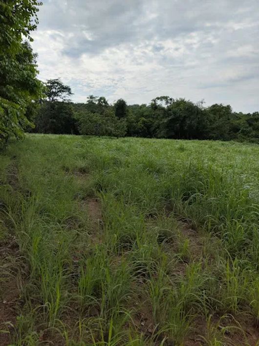 Chácara toda cercada,4 hectares de pasto Duas fontes de águas boas, fica à duzentos metros do asfalt