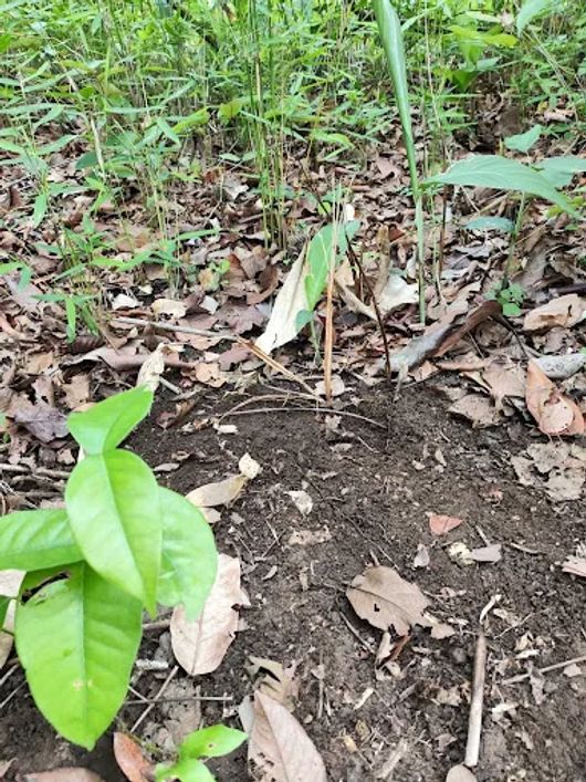 Chácara toda cercada,4 hectares de pasto Duas fontes de águas boas, fica à duzentos metros do asfalt