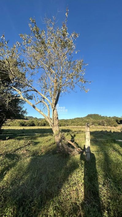 AREA DE TERRA DE 5 ha , A 10 KM DE SANTA MARIA , ACESSO ASFALTICO NOVO.