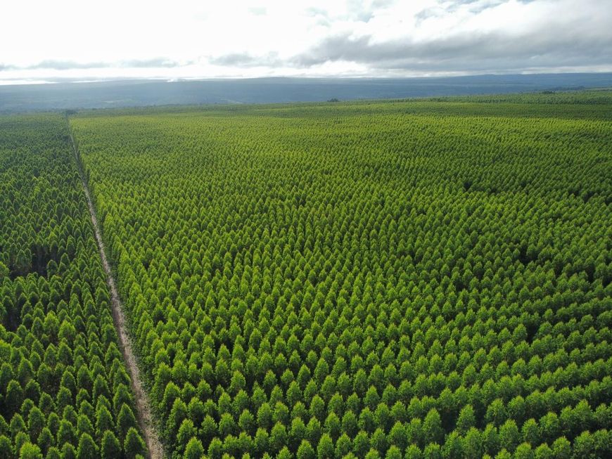 Fazenda Floresta de Pinus à Venda na Região Lagoa dos Patos - RS