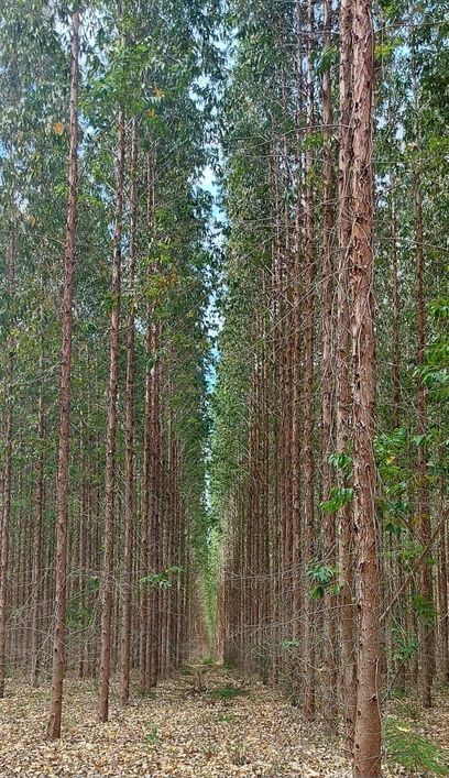 Fazenda Floresta de Pinus à Venda na Região Lagoa dos Patos - RS
