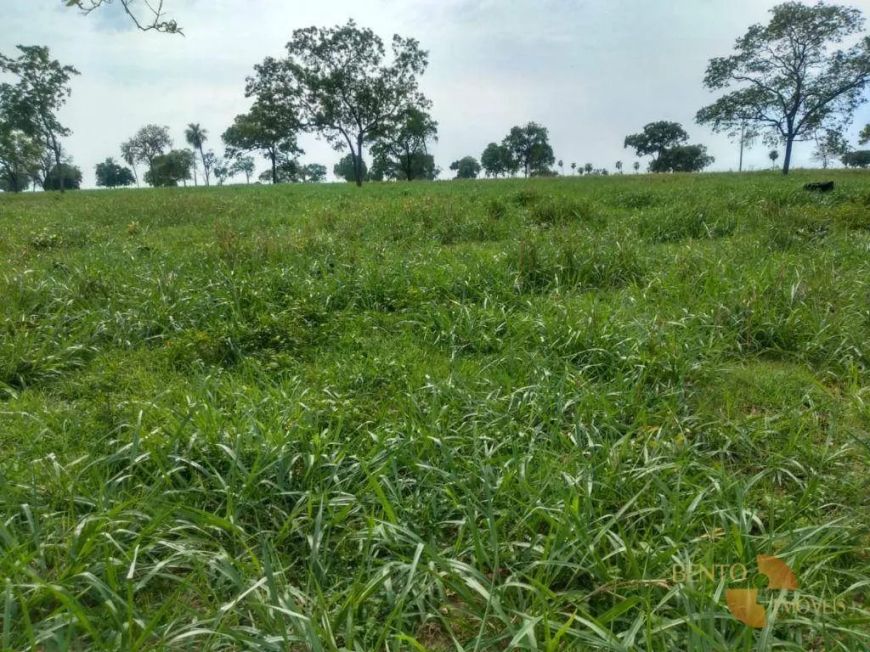 Terra ideal para gado de corte e leite.