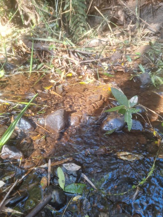 chácara 1 km da estrada da Ribeira na Embrapa