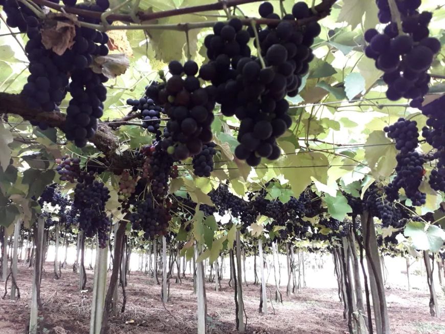 Terreno no Roça Grande - Colombo - PR