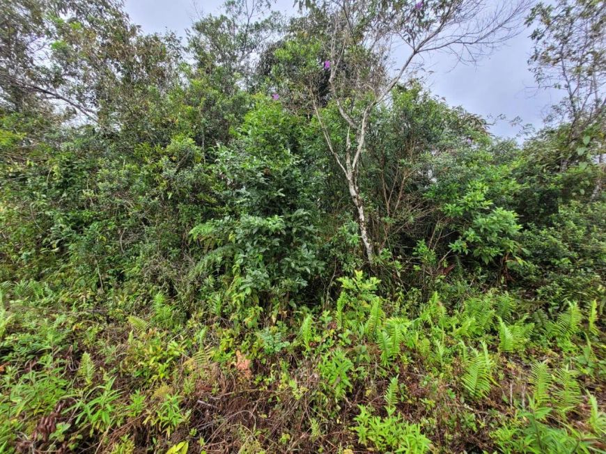Terreno para venda possui 378 metros quadrados em Jardim Coronel - Itanhaém - SP