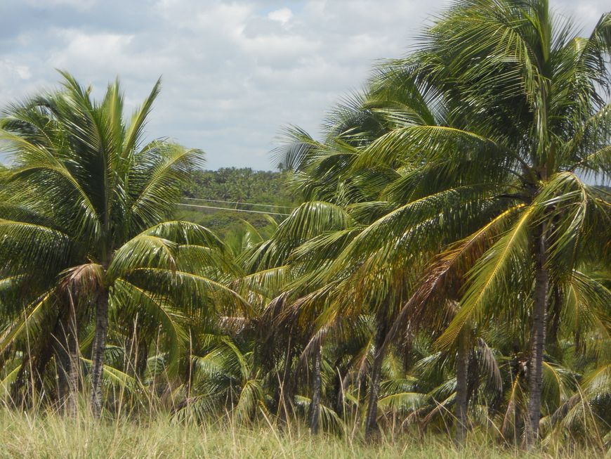 Fazenda na Linha verde com 287 hectares - Entre Rios - BA.