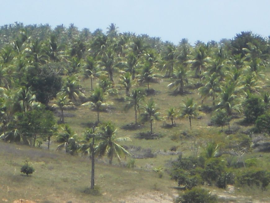 Fazenda na Linha verde com 287 hectares - Entre Rios - BA.